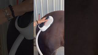 WATCH HOW PEMF THERAPY PULSES THIS HORSES MUSCLES🐴