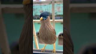 Brahminy starling bird on my window today… #birds #birdsounds #nature #wildlife