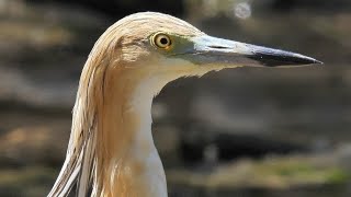 Sgarza Ciuffetto - Squacco heron (Ardeola ralloides)