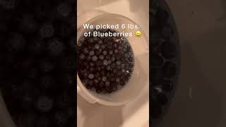 Let’s pick Blueberries and make pie #blueberry #harvesting