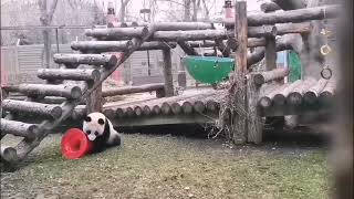 Панда  Катюша и новая игрушка 🐼💖🥰🪇