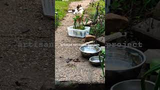 the way cats observe and move: meet Nettle he bird watching #felines #dailyvlog #shortvideo