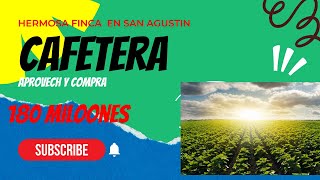 VENTA DE FINCA CAFETERA EN SAN AGUSTIN HUILA