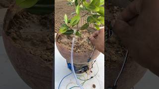 Automatic Plant Watering System #shorts #outofmindexperiment