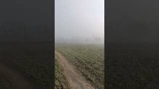 Foggy Morning | Allah ki Qudrat #shorts #shortvideo #viral #viralshorts