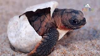 Sea Turtles/ tortugas marinas