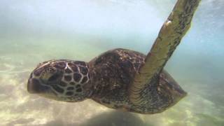 Meeting of the Honuʻs