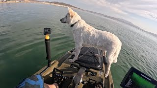 Lake Mead fishing Chasing boils. Lots of entertaining doggy time! #lakemeadfishing #lakemeadstriper