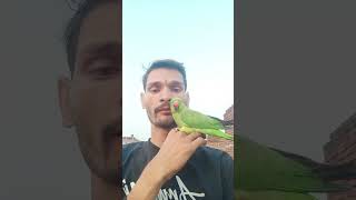 parrot ko mobile wala bukhar part 18 #parrot #funny #talkingparrot