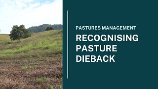 Recognising Pasture Dieback