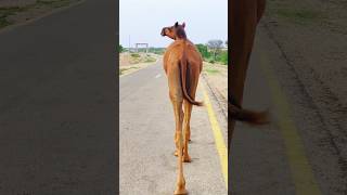 Back View 🤯 #camel #camels #video #shorts