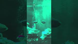 I love fishies❤️🐟🪸❤️❤️❤️❤️❤️❤️ #music #cutessy#shortvideo #shorts