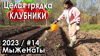 #14/2023/ Первые посадки / 28 кустов клубники / МыЖеНаТы