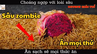 Choáng ngợp với loài sâu -Ăn sạch sẽ mọi thức ăn| Gâu Review| Review Giải Trí