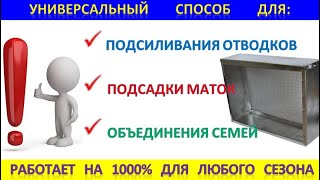 Подсадить матку 1000%/ подсилить отводок/ объединить семьи  - осенью без драки и потерь.