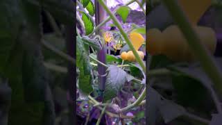 #tomatoes cherry tomatoes