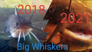 Big whiskers growing up 2018-2021!