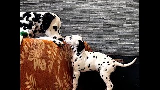 Dalmatians: puppies in a commotion :D with their mom and grandma