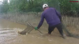 Bahagian Hilir Sungai Menjadi Kawasan Berkumpulnya Udang Musim Ini..(10/11/2022)