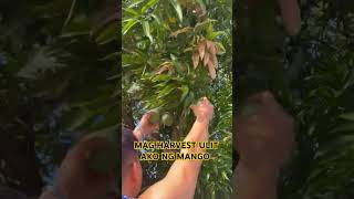 HARVESTING MANGO PARA ISAWSAW SA BAGOONG YUMMY #harvesting #mango #freshmango #fruit #shorts #viral