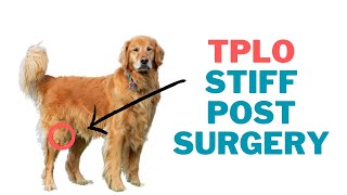 Post TPLO Surgery Stiffness and Decreased Function