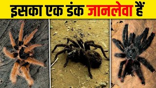 दुनिया कि 10 सबसे बड़ी मकड़ी | Top 10 Biggest Spiders in the World | Biggest Tarantula in the World