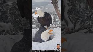 Cutest eagle nest on the top of the mountain 🥰 closest view #eagle #birds #ospreys #shorts