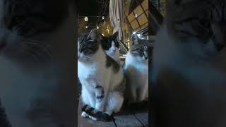 CAT from Jerusalem street cats 4 #shorts