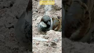 House sparrow| #indianwildlife #indianbirds #nature #bird #feeding #wildlife #birdwatching