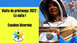 Visite de printemps 2022 : la suite avec les essaims hivernés