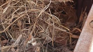 Little Gavin Baby Found Baby Bunnies Under His Swing Set! (Recorded 8/14/2020)