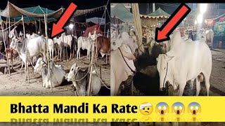 Bhatta Mandi Ka Rate🤕😱😱😱|bhatta chowk mandi 2023 update |today bhatta chowk mand