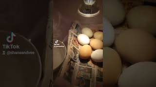 Day 2 of hatching eggs in halogen lamp incubator #shorts