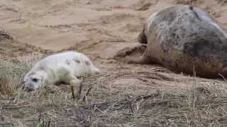 afternoon at Donna Nook