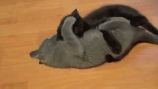 best cat wrestling fight EVER - fast action day 9