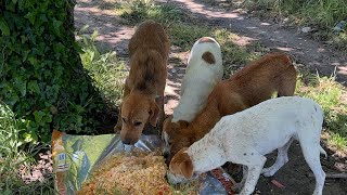 Yeni Atılan Köpekleri Yol Kenarında Bulduk