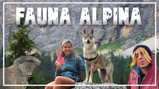 FAUNA ALPINA || Viaje a Eslovenia en FURGO |#7|