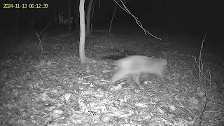 Bobcat captured on trail camera in Murrysville, PA 11/13/2024