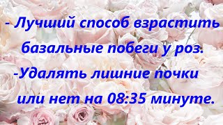 Лучший способ взрастить базальные побеги у роз и нужно ли удалять лишние растущие почки у роз.