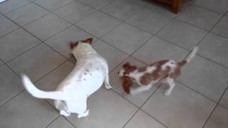 Puppy Tug of War - King Charles Spaniel