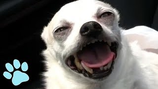 Funniest Chihuahuas Ever! | Try Not to Laugh Challenge