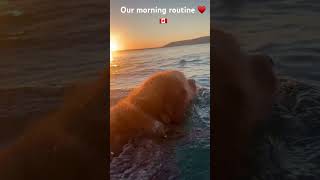 Our morning routine #canada #newfoundlanddog #goldenretriever #canadianrockies