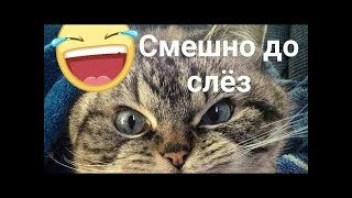 ПОПРОБУЙ НЕ ЗАСМЕЯТЬСЯ,ПРИКОЛЫ ПРО КОТОВ И КОШЕК 2018/ДО СЛЁЗ СМЕШНЫЕ ПРИКОЛЫ С ЖИВОТНЫМИ 2018