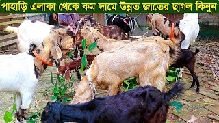 পাহাড়ি এলাকা থেকে কম দামে উন্নত জাতের ছাগল নিতে পারেন goat farm