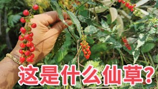 數珠珊瑚它的果红色那么美，你说吃了会怎么样？ Rivina Humilis Health Benefits。Manfaat Getih-getihan。