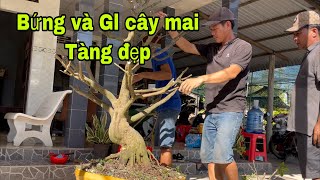 Bứng cây mai long an ,trồng 3 năm thuần đất chợ lách bến tre già cây,Gl ace. lh 0399488871