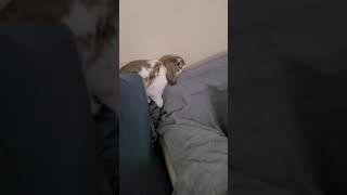 bunny plays hide and go seek (Carl the cute Holland Lop) #hideandseek #cuterabbit