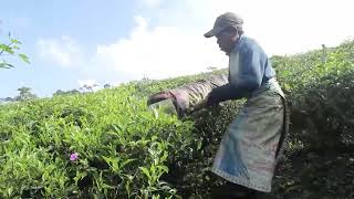 petani kebun teh #activity #mountain #freestockvideos #freestockshotindonesia MVI 0325