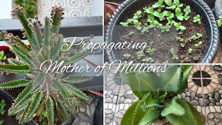 Mother of Millions plant / Mother of Thousand | Propagation