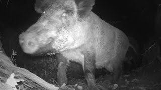 Wild Boars at Mud Bath - Scary Trail Camera - Šernų maudynės purve